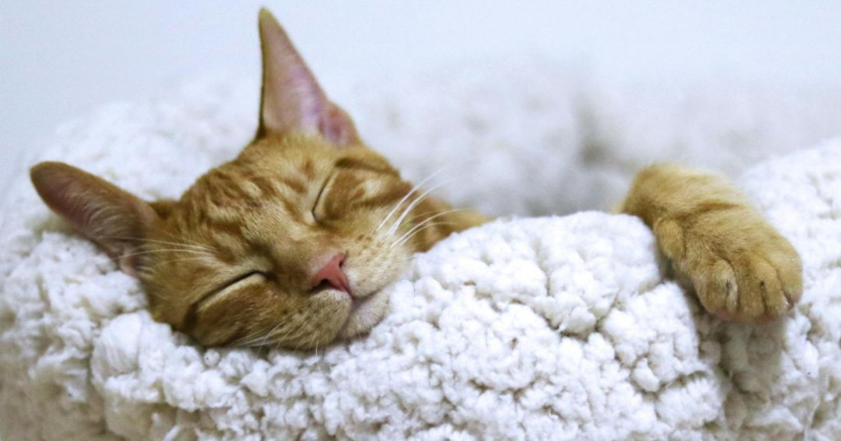 Melatonin and Sleep: Is It Safe to Take Every Night?