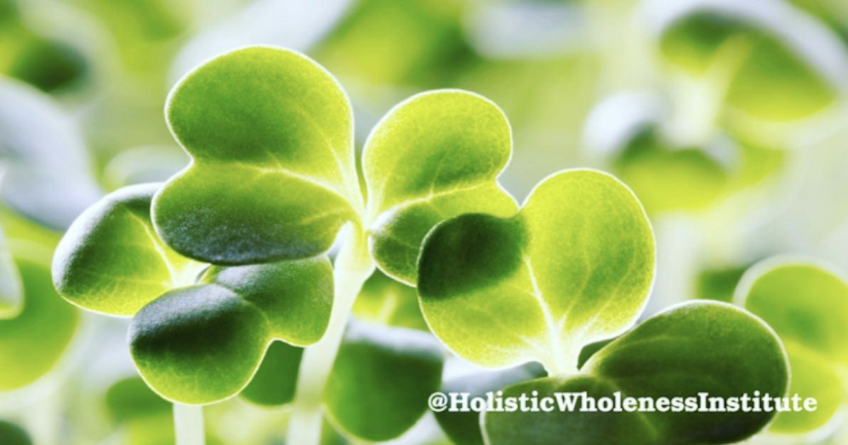 Sprouts are a super food that's rich in vitamins, enzymes and antioxidants. They’re easily digested and packed with protein. Sprouts help fight cancer and are very energizing.
