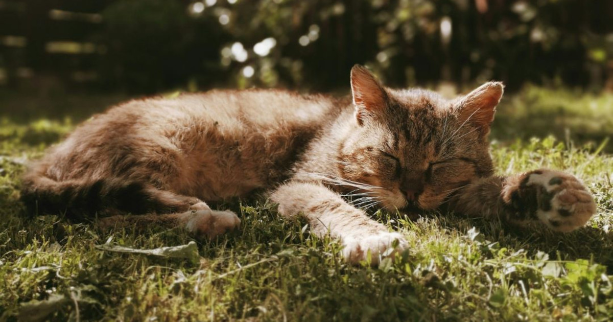 The Immune Clock: Understanding and Supporting Your Immune Health as You Age